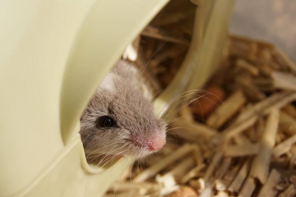 Mus Chieko billede 29