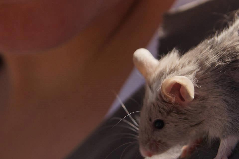 Mus Chieko billede 30