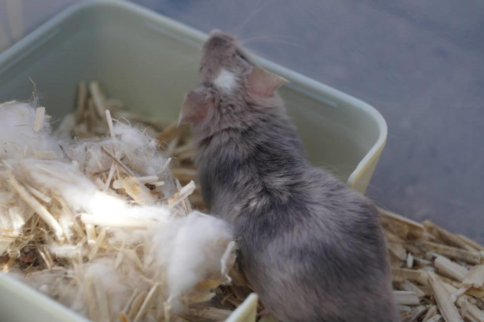 Mus Chieko billede 31