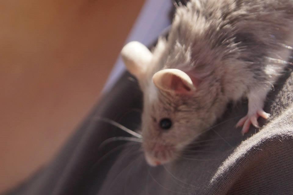 Mus Chieko billede 32