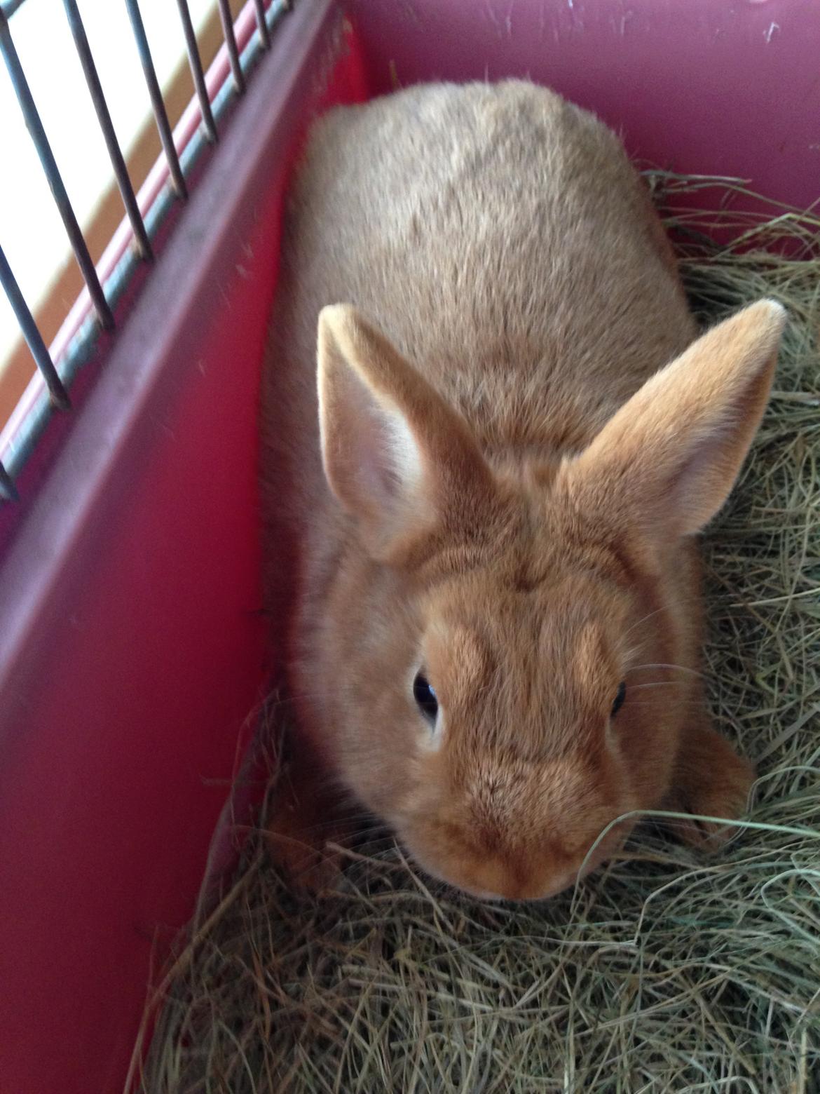 Kanin Røde  Hermelin billede 1