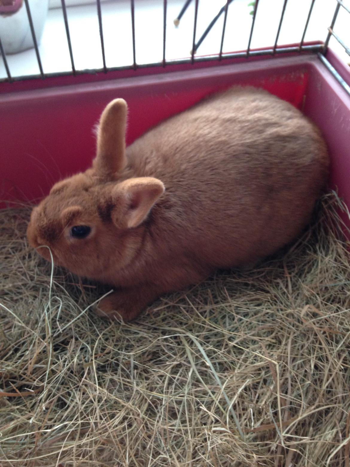 Kanin Røde  Hermelin billede 2