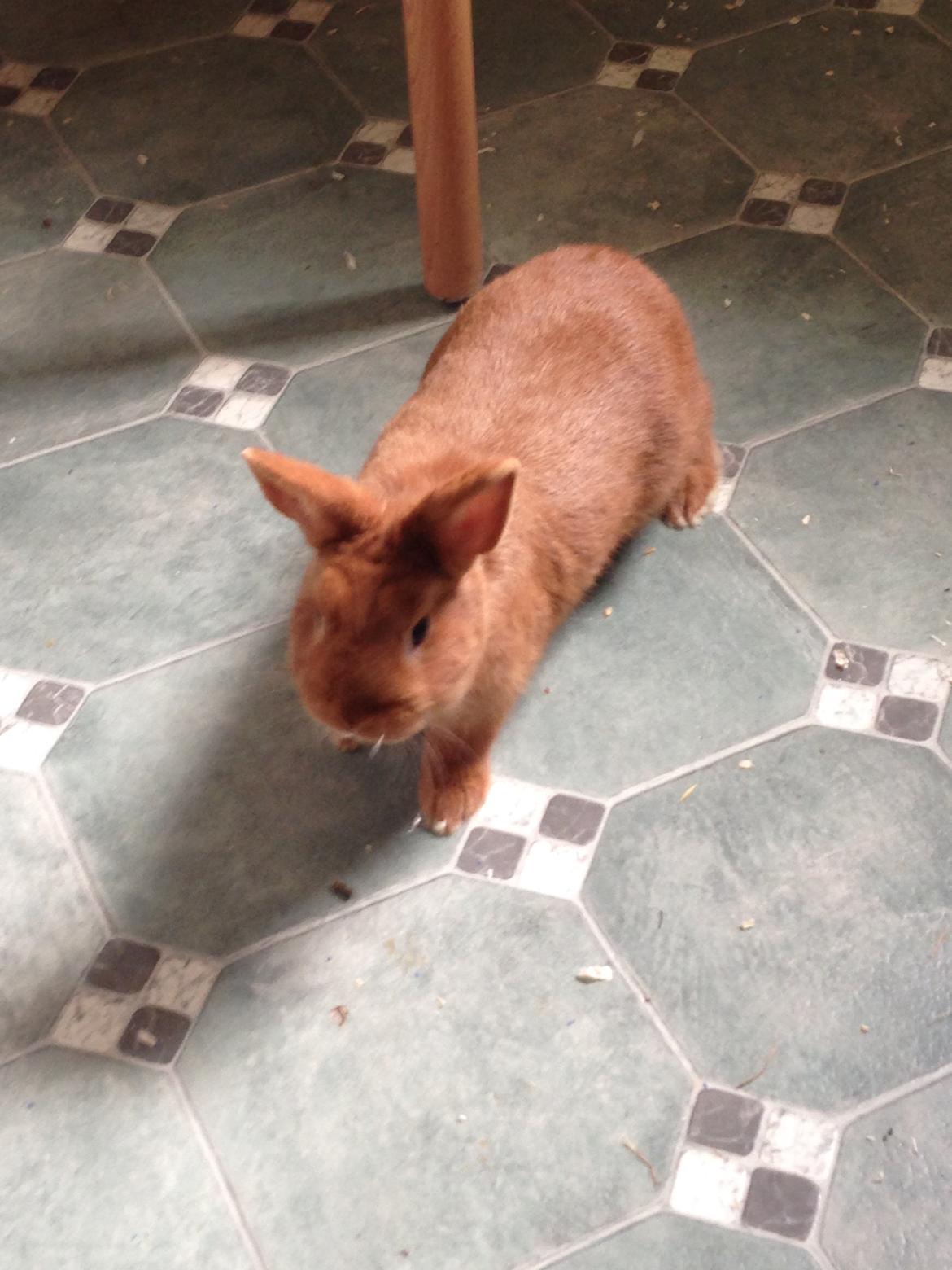 Kanin Røde  Hermelin billede 3