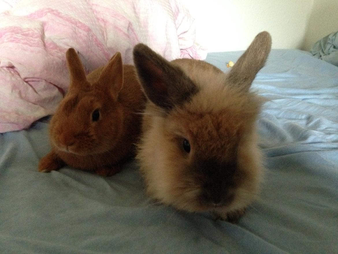 Kanin Røde  Hermelin billede 4