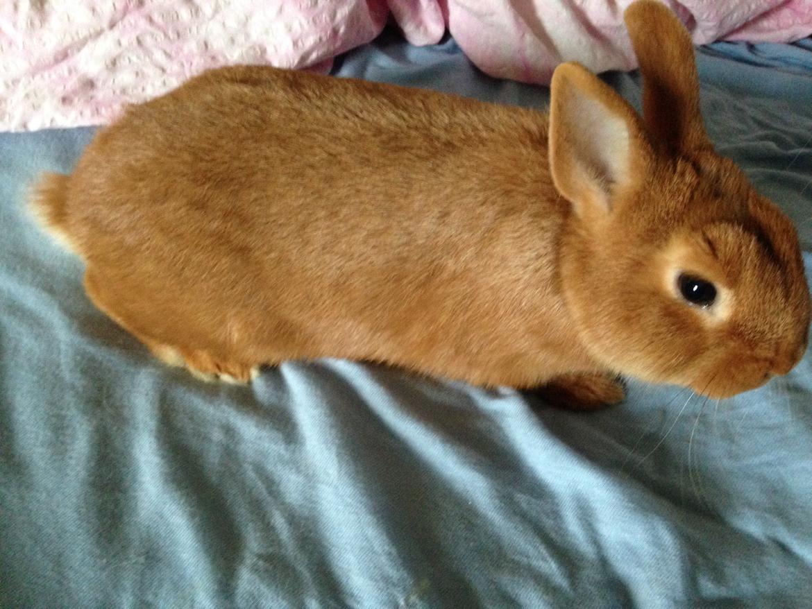 Kanin Røde  Hermelin billede 5