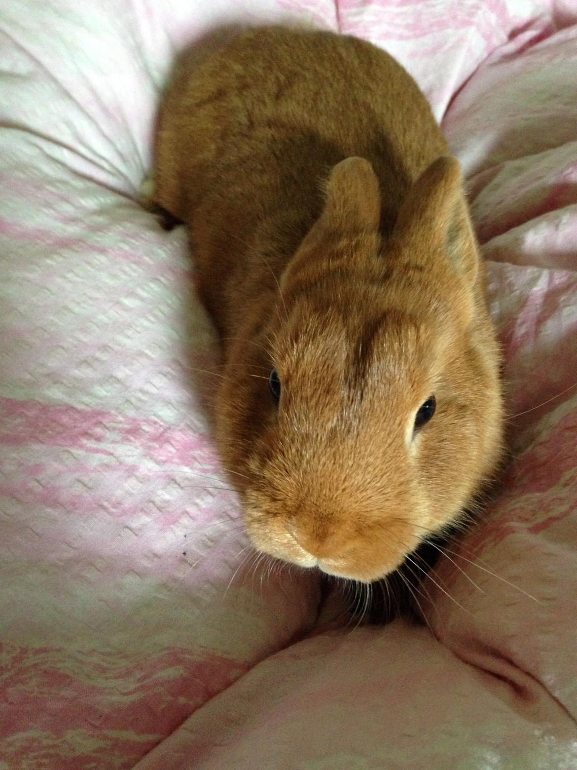 Kanin Røde  Hermelin billede 6