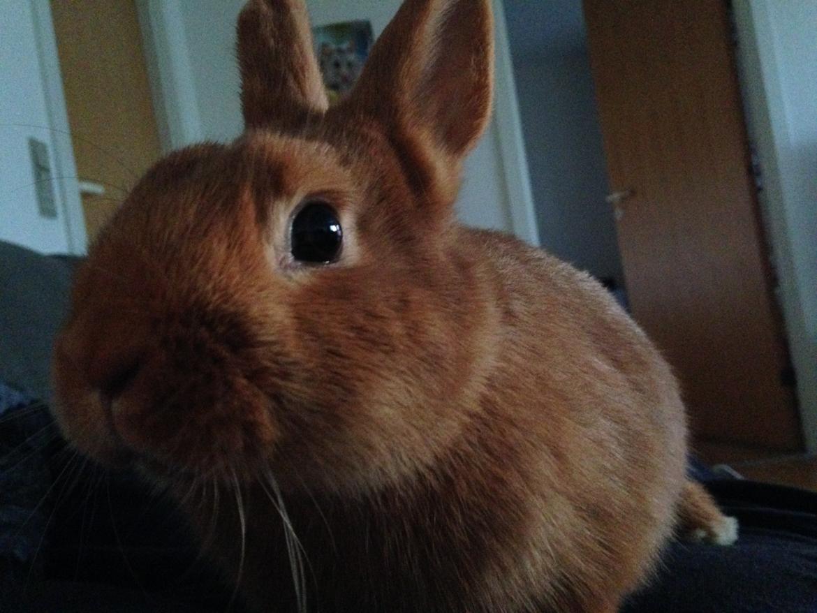 Kanin Røde  Hermelin billede 7