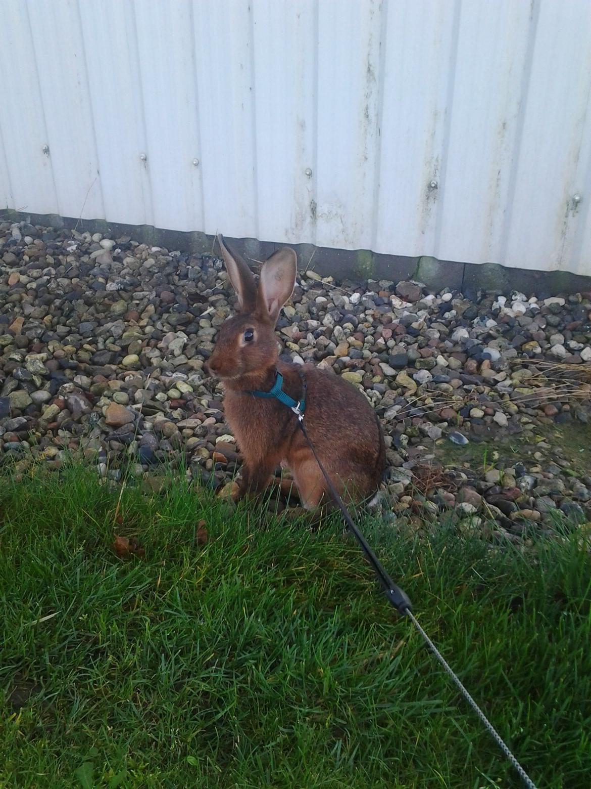 Kanin Angelica billede 1