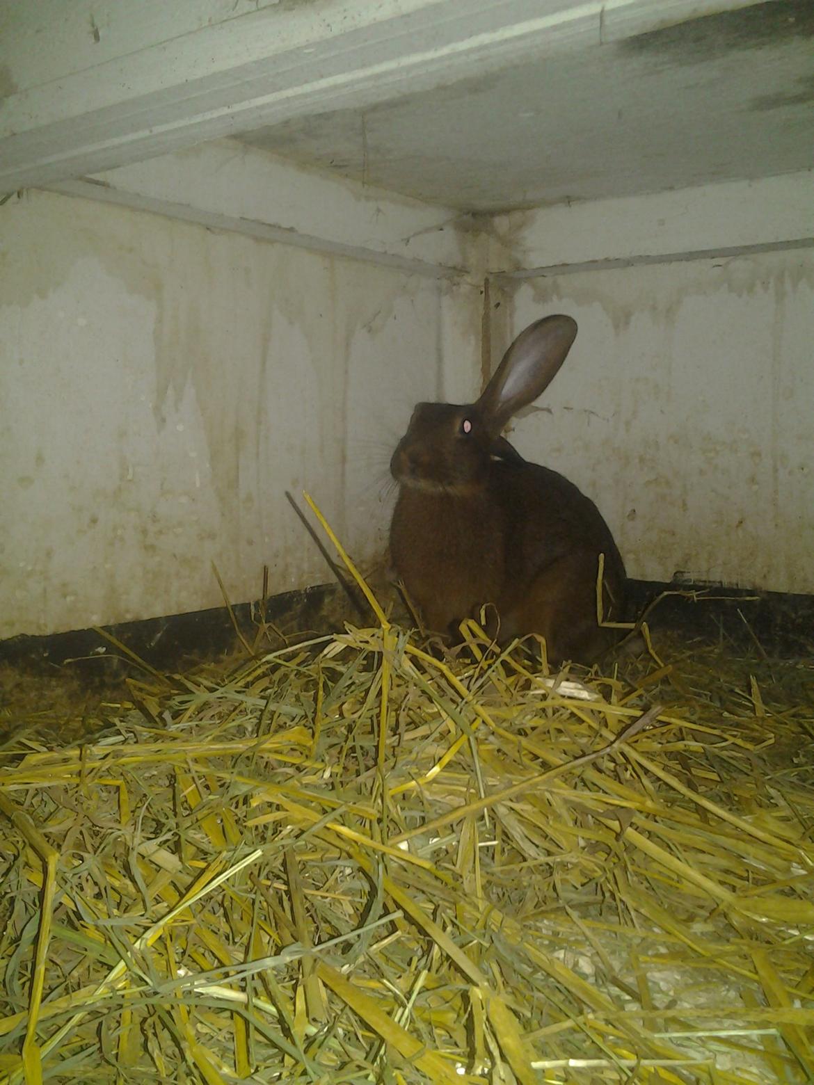 Kanin Angelica billede 2