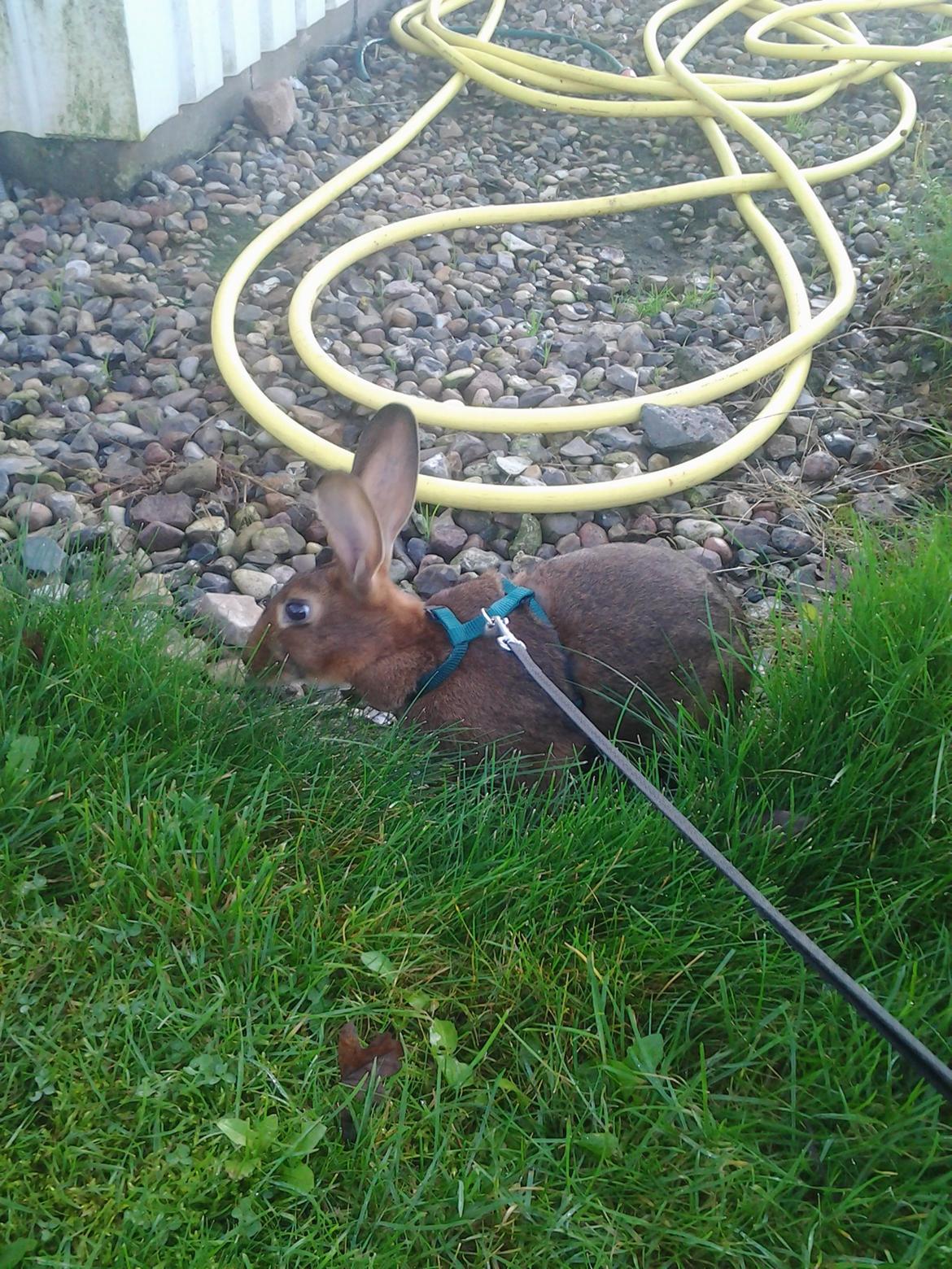 Kanin Angelica billede 3