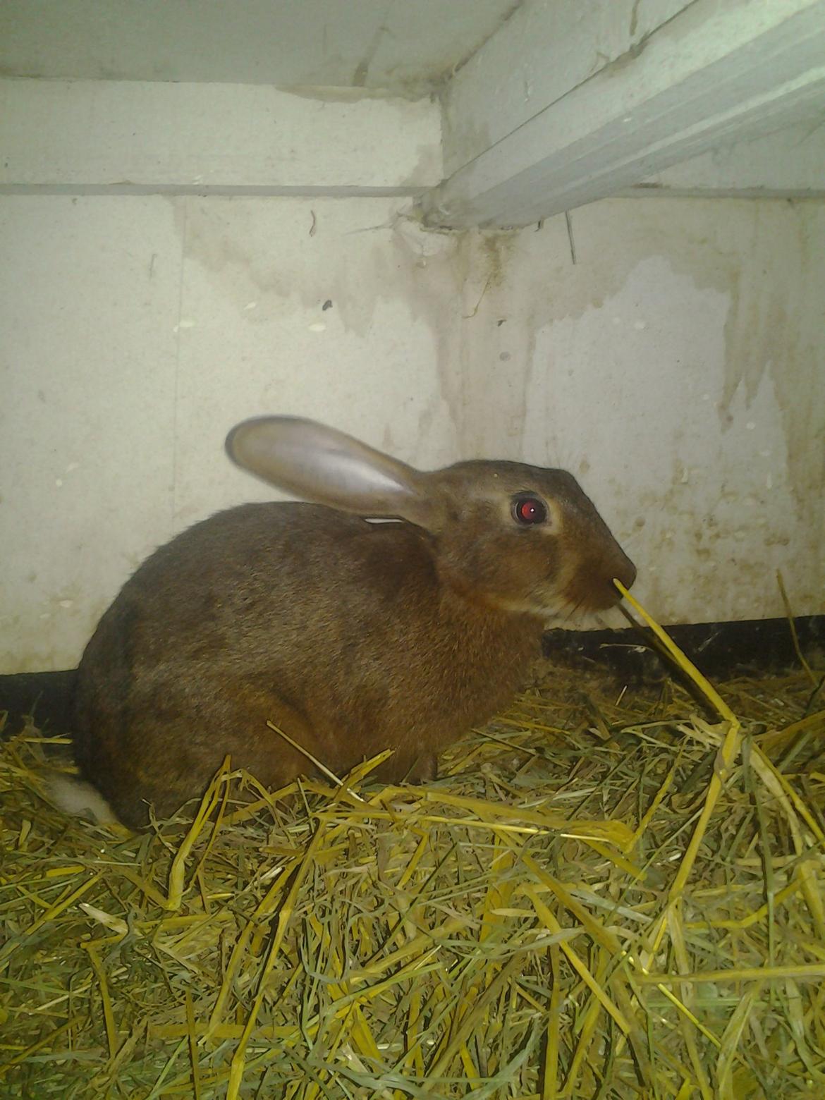 Kanin Angelica billede 4