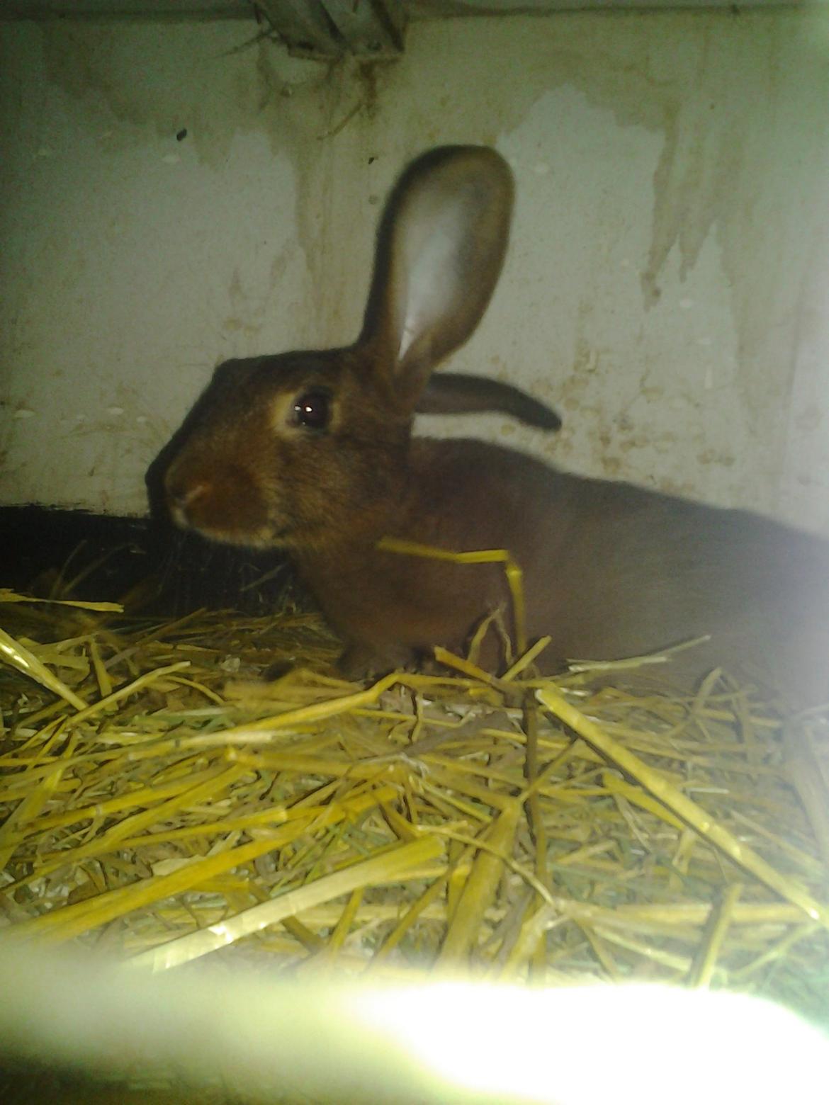 Kanin Angelica billede 5