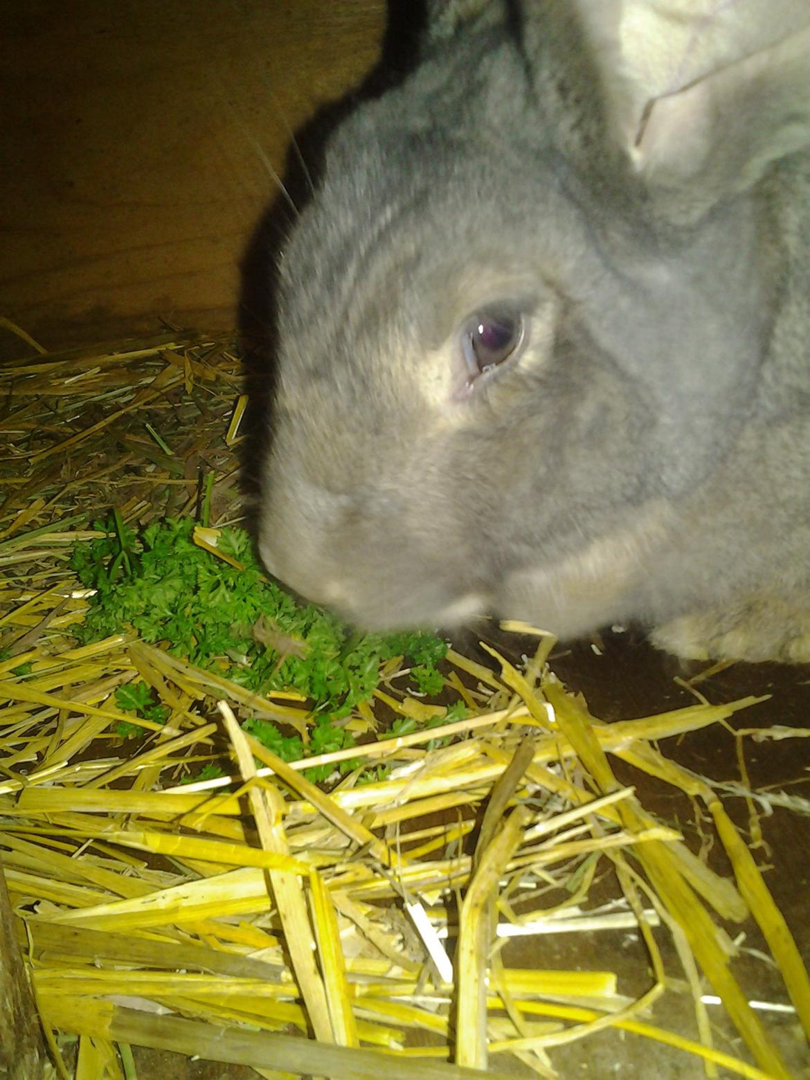 Kanin Hera billede 1