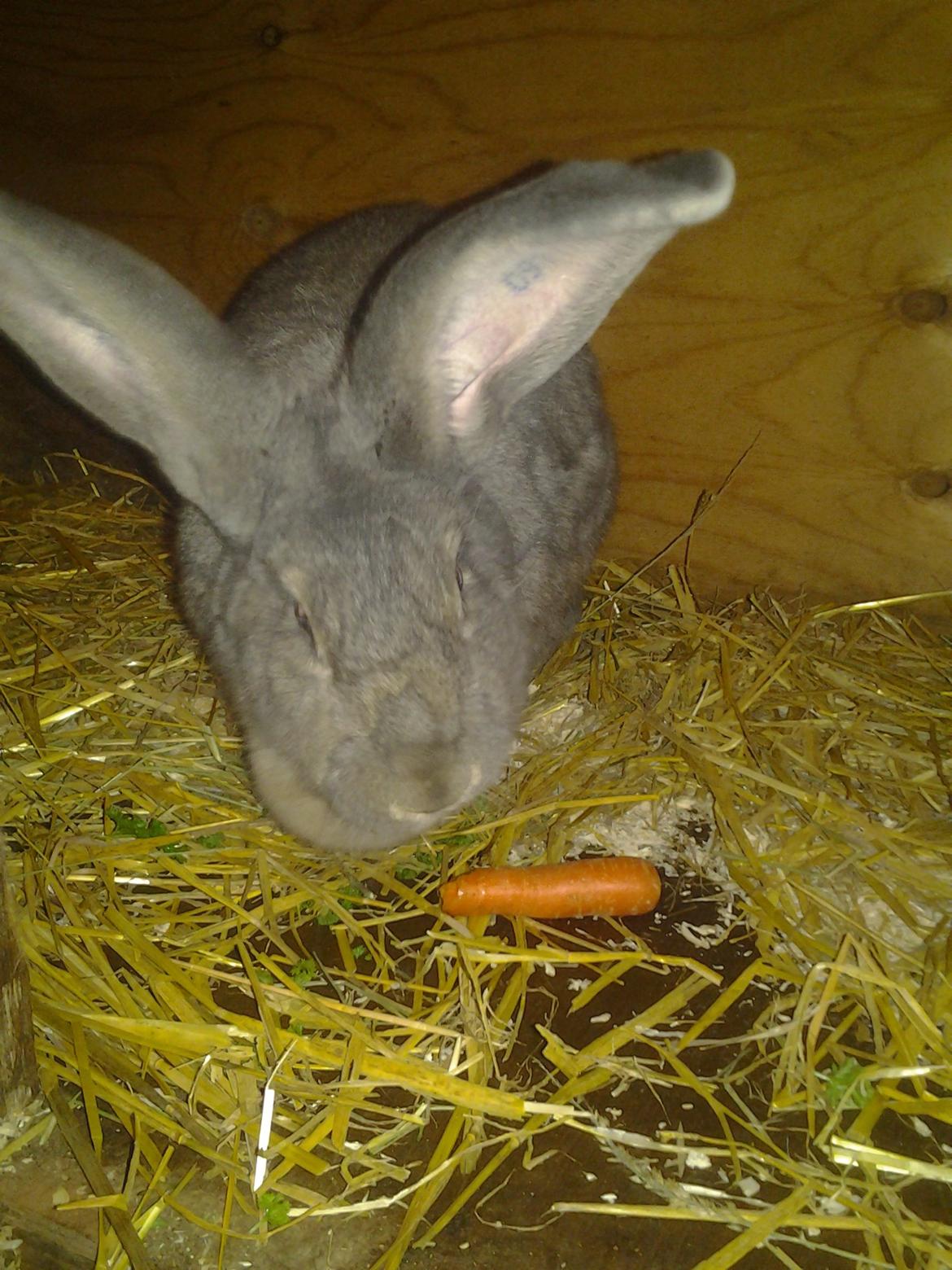 Kanin Hera billede 2