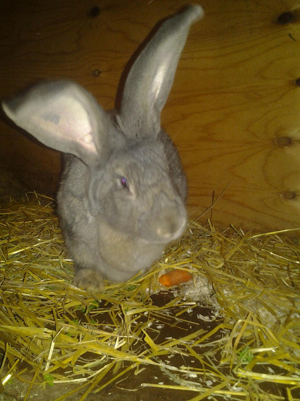 Kanin Hera billede 3