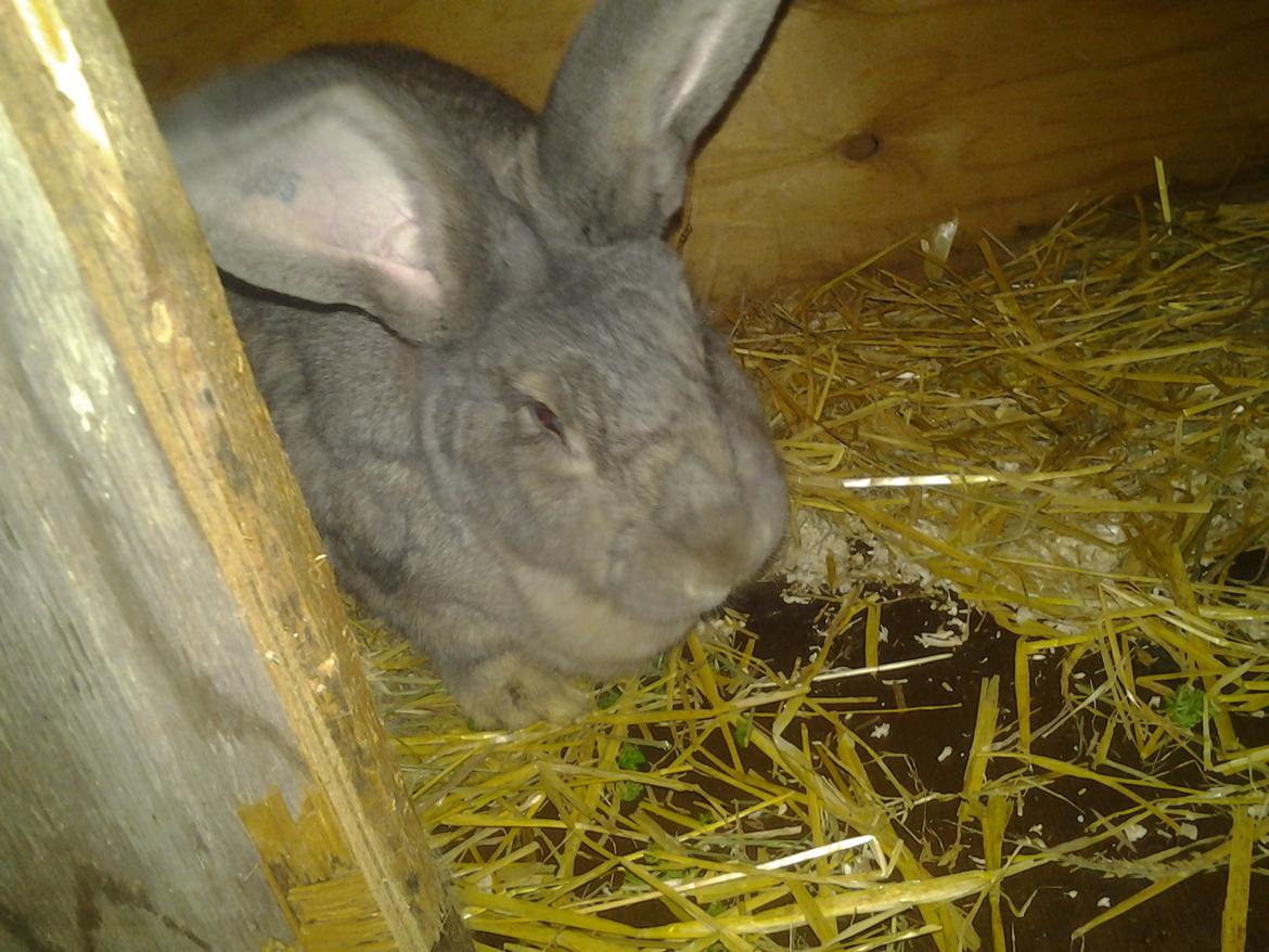 Kanin Hera billede 4