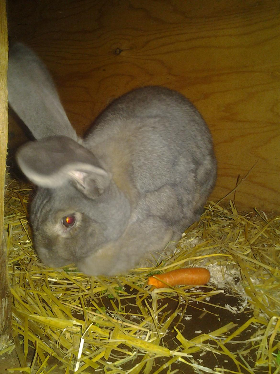 Kanin Hera billede 5