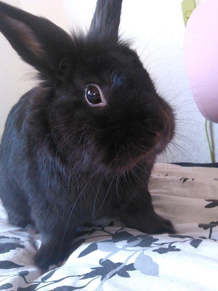 Kanin Amigo - 03-11 2013 billede 21