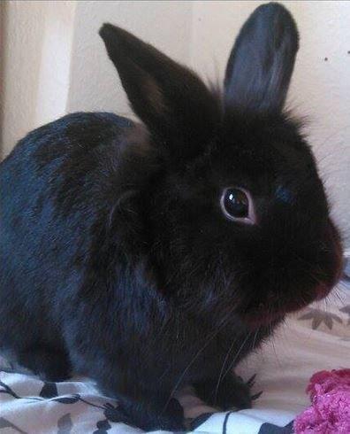 Kanin Amigo - 03-11 2013 billede 22