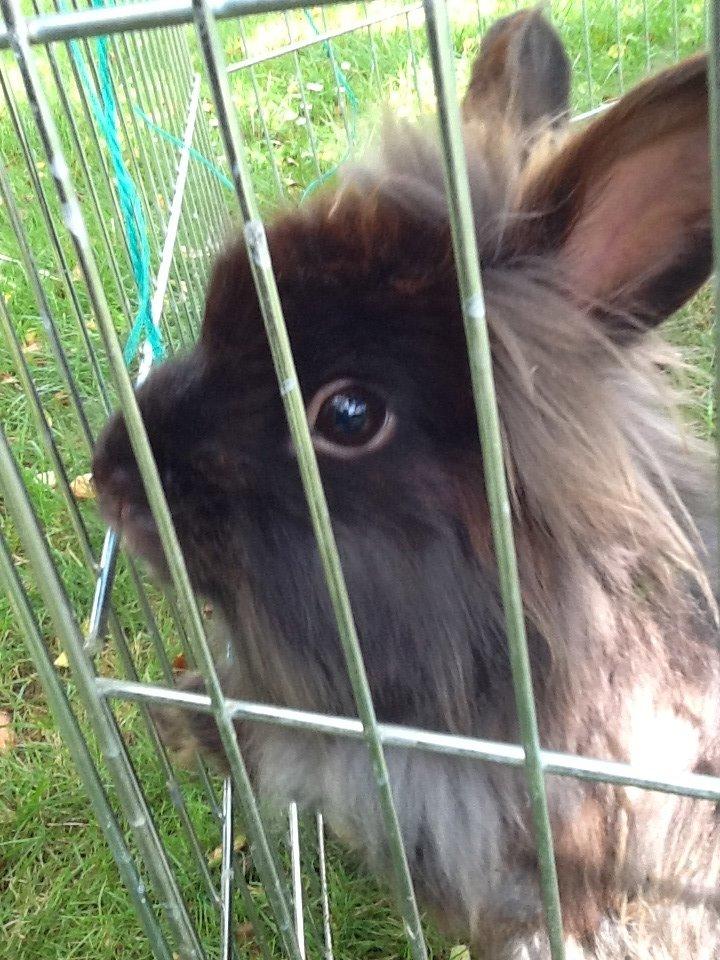 Kanin Fluffy - halløjsa:D billede 4