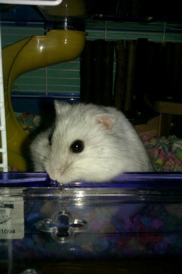 Dværghamster | Molly - Molly der siger ''Godmorgen'' billede 7