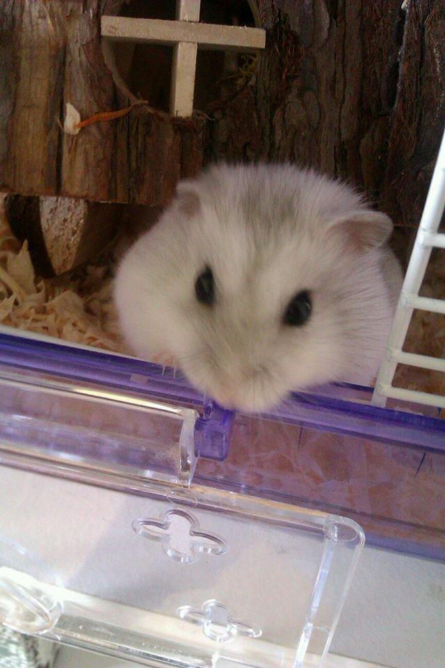 Dværghamster | Molly - Molly der utålmodigt venter på en melorm. billede 8