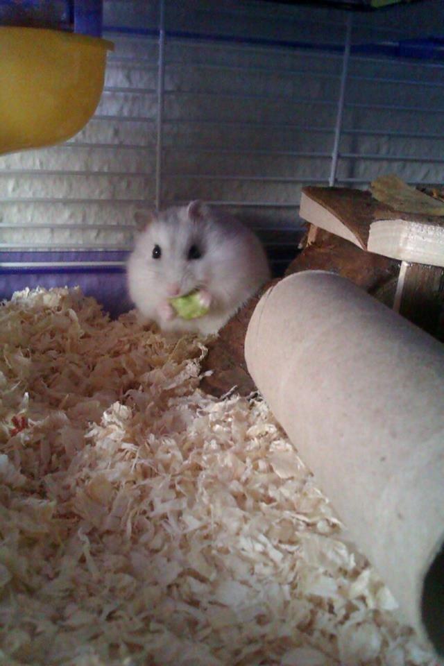 Dværghamster | Molly - Lille Molly. billede 1