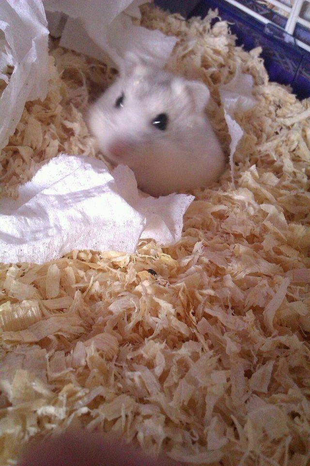 Dværghamster | Molly - Det første billede jeg tog af Molly, da hun lige var kommet hjem til mig. billede 9