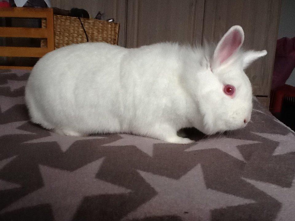 Kanin Snowball billede 6
