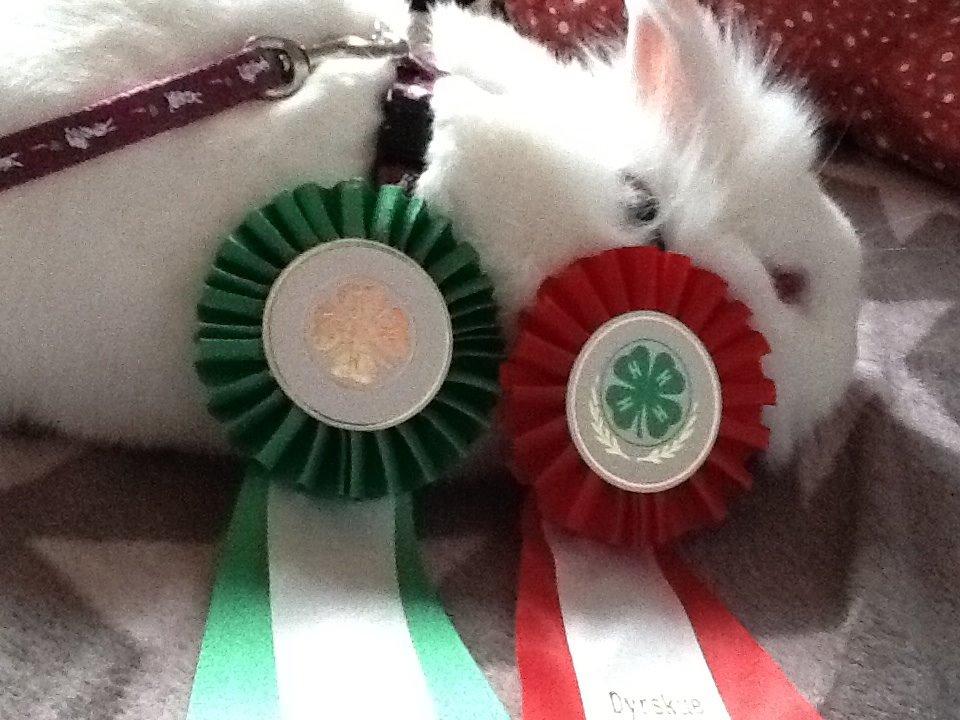 Kanin Snowball billede 7