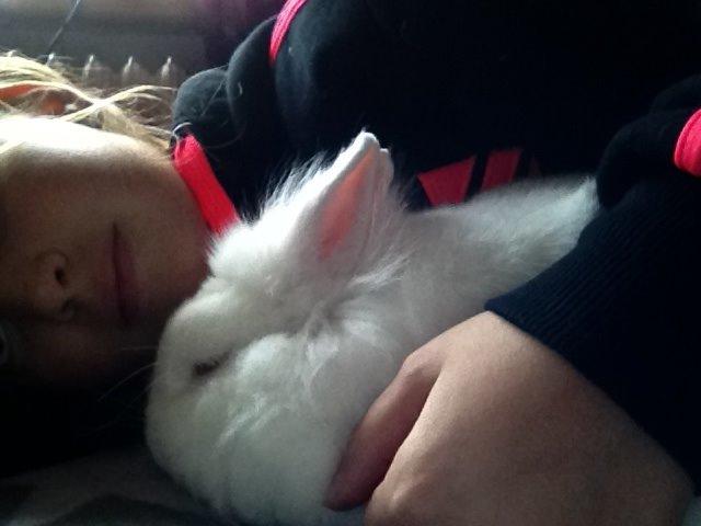 Kanin Snowball billede 8