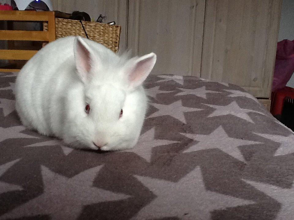 Kanin Snowball billede 9