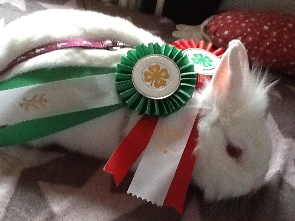 Kanin Snowball billede 10