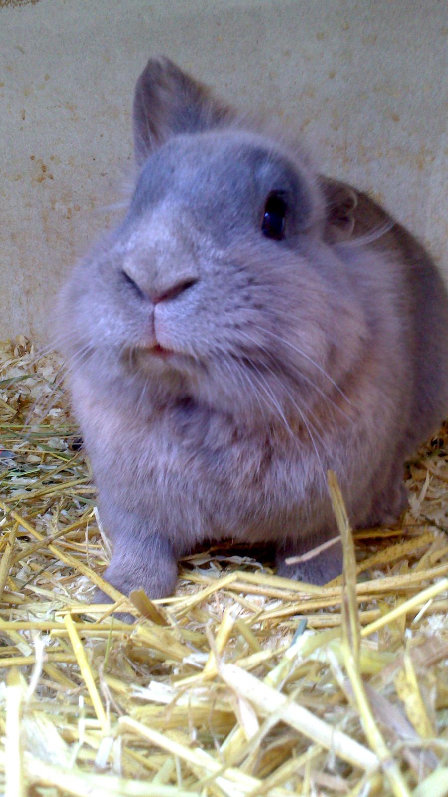 Kanin Kasper billede 3