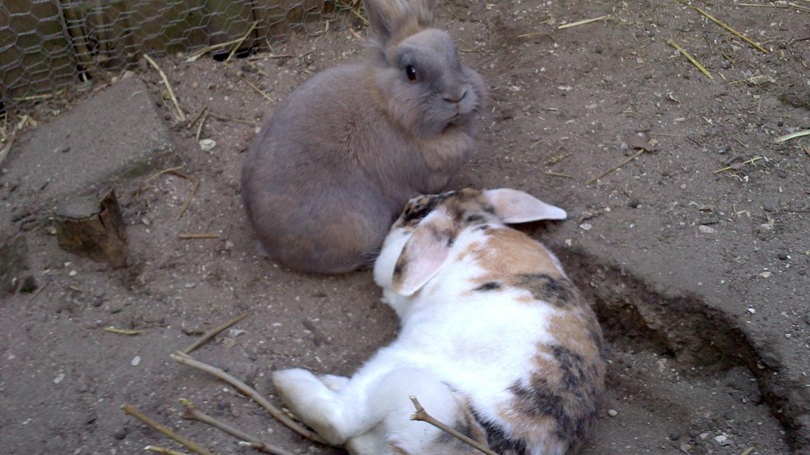 Kanin Kasper billede 6