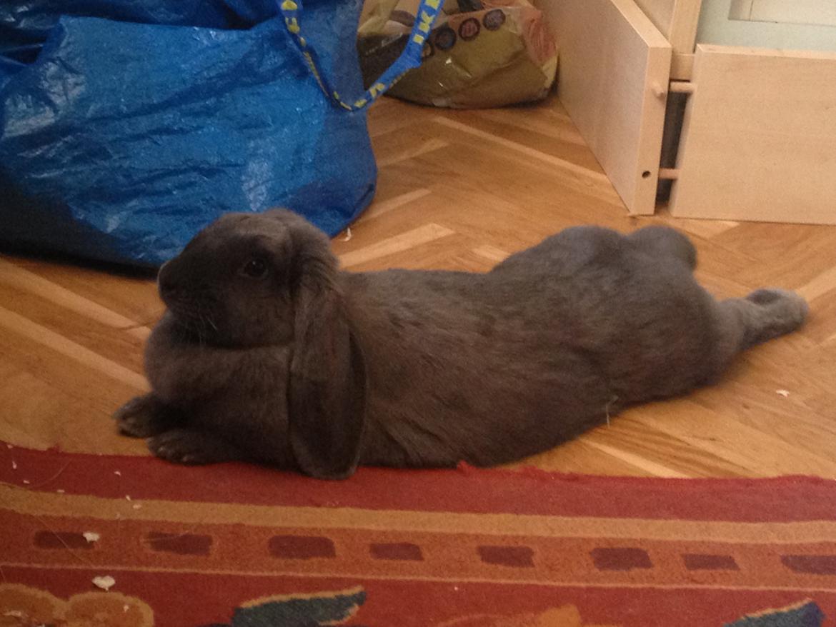 Kanin Molli Flyttet med min X :-(   D, 12/4 14 billede 19