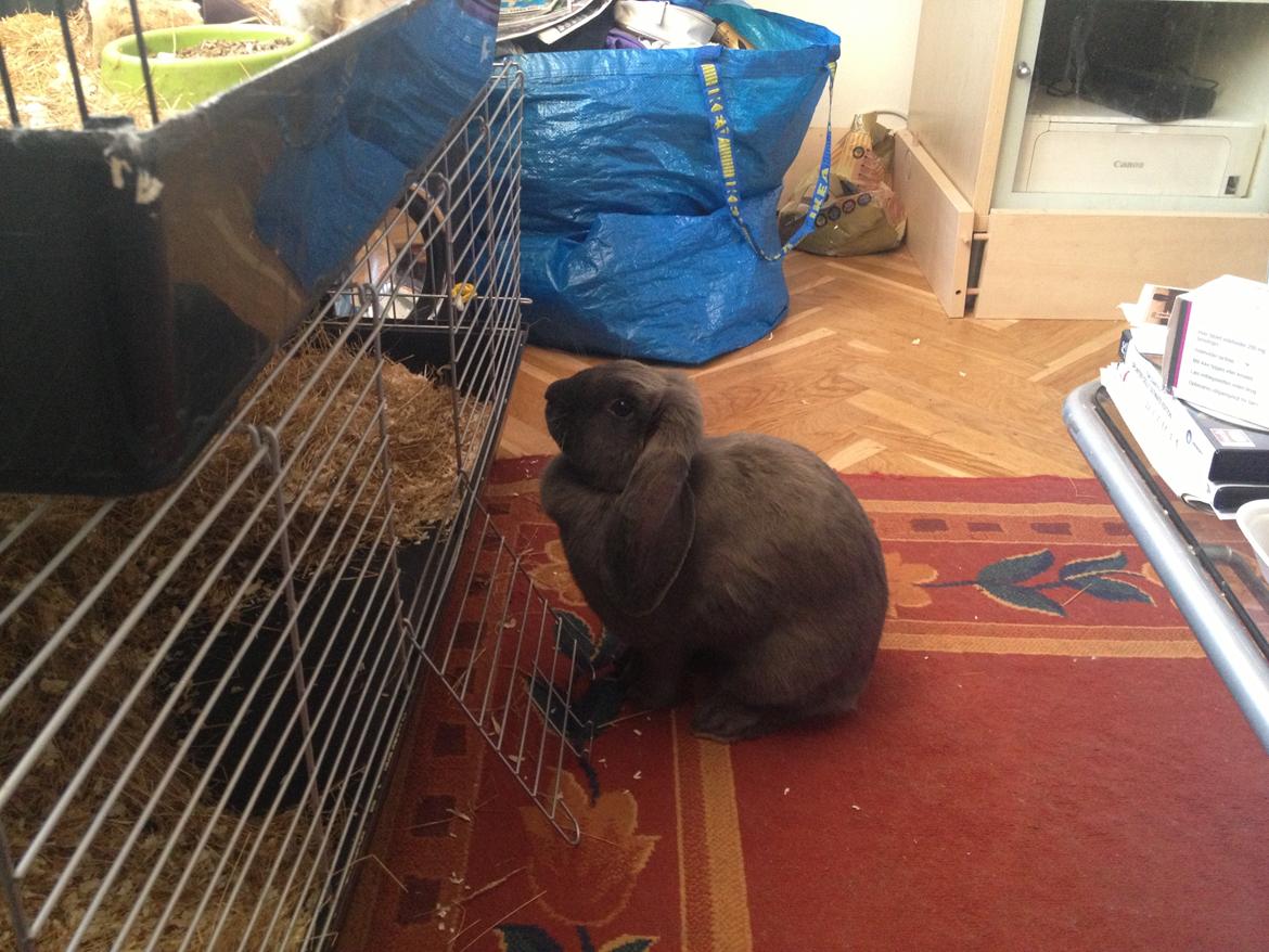 Kanin Molli Flyttet med min X :-(   D, 12/4 14 billede 20