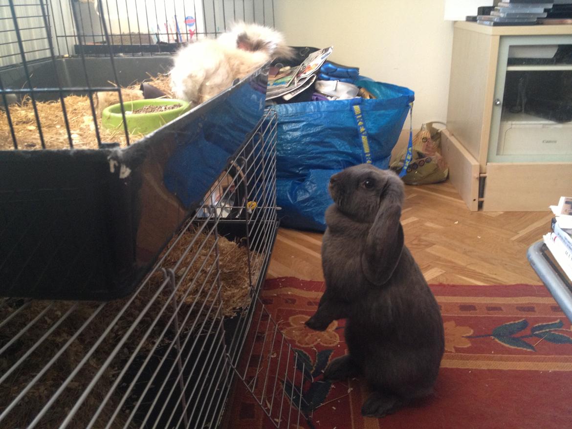 Kanin Molli Flyttet med min X :-(   D, 12/4 14 billede 21