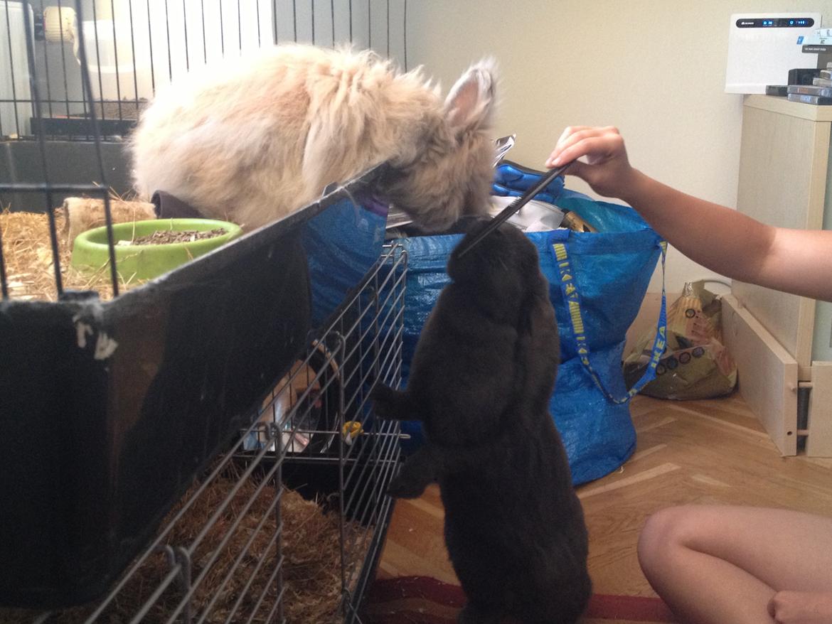 Kanin Molli Flyttet med min X :-(   D, 12/4 14 billede 22