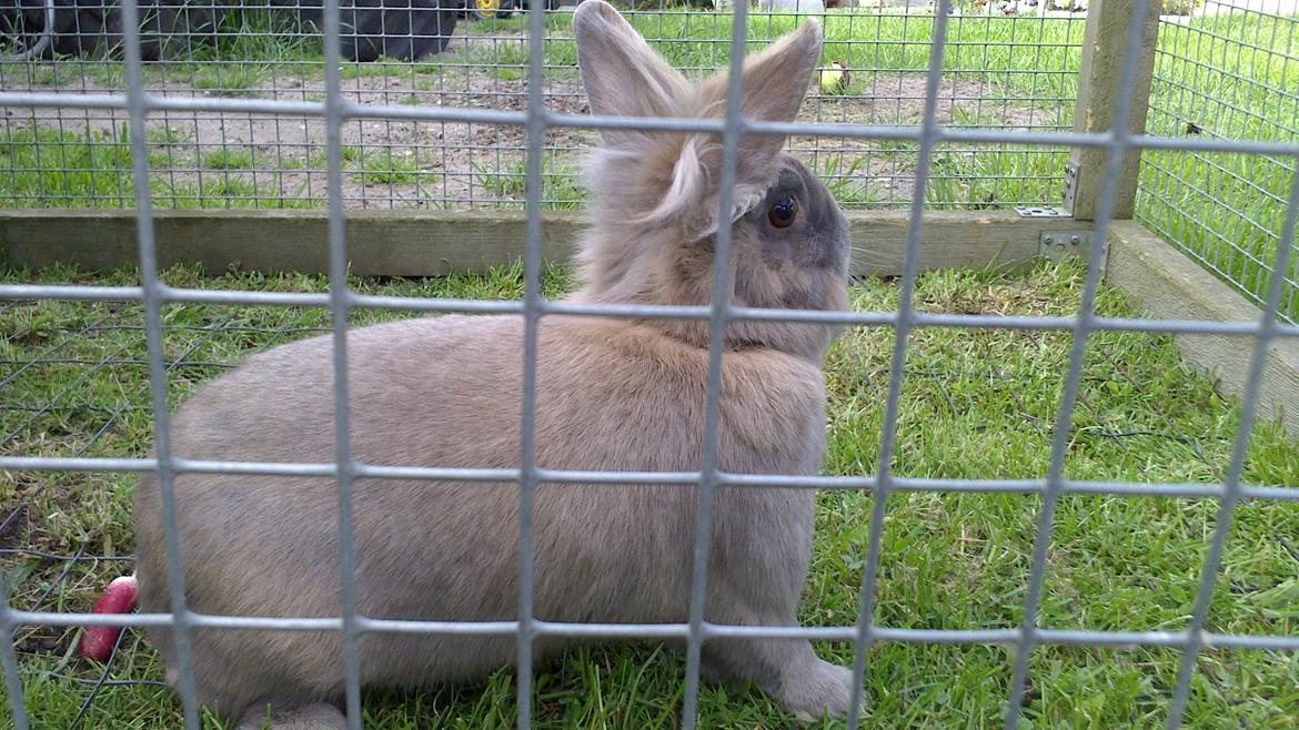 Kanin Kasper billede 7