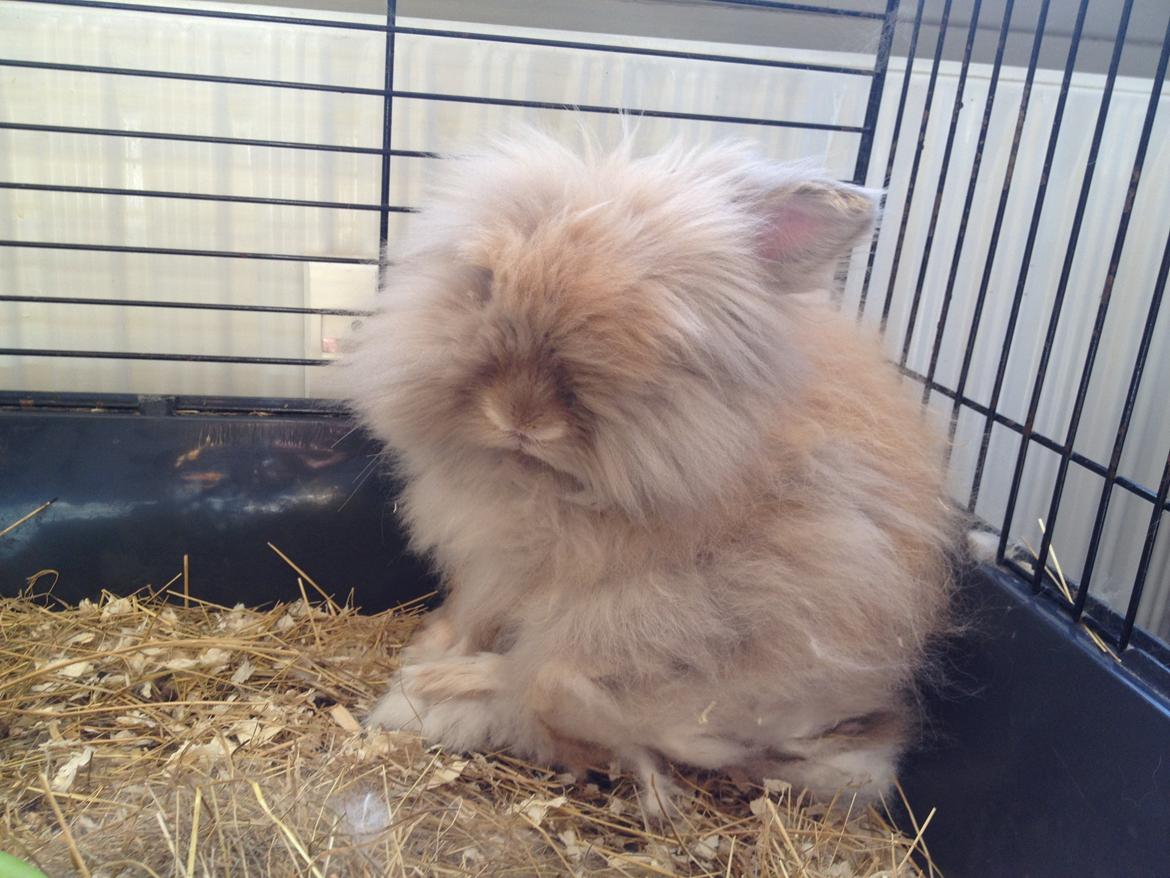 Kanin Pjuske R.I.P 3/6-2019 billede 21