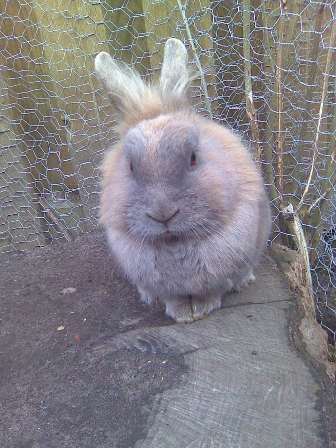 Kanin Kasper billede 8