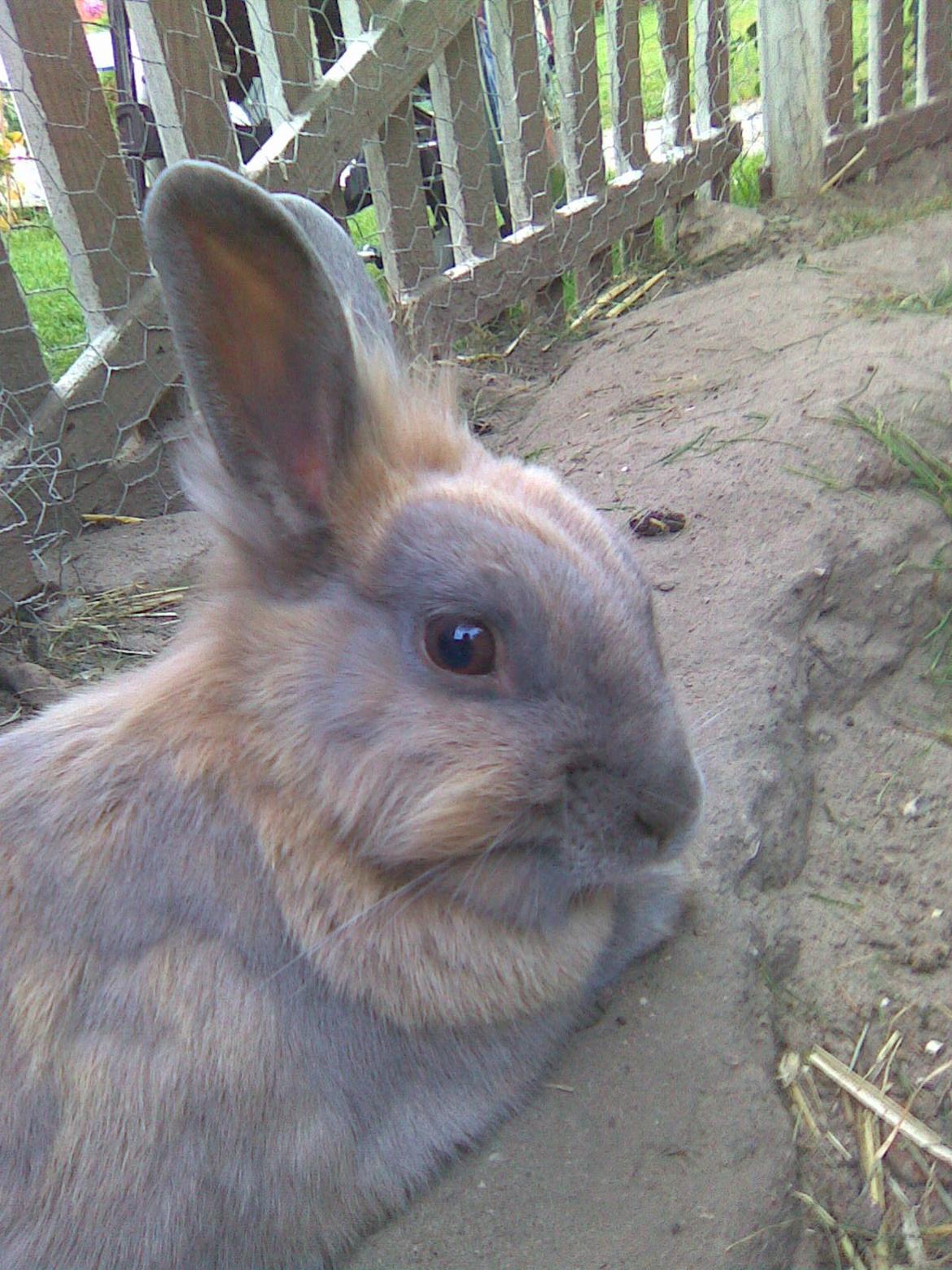 Kanin Kasper billede 4