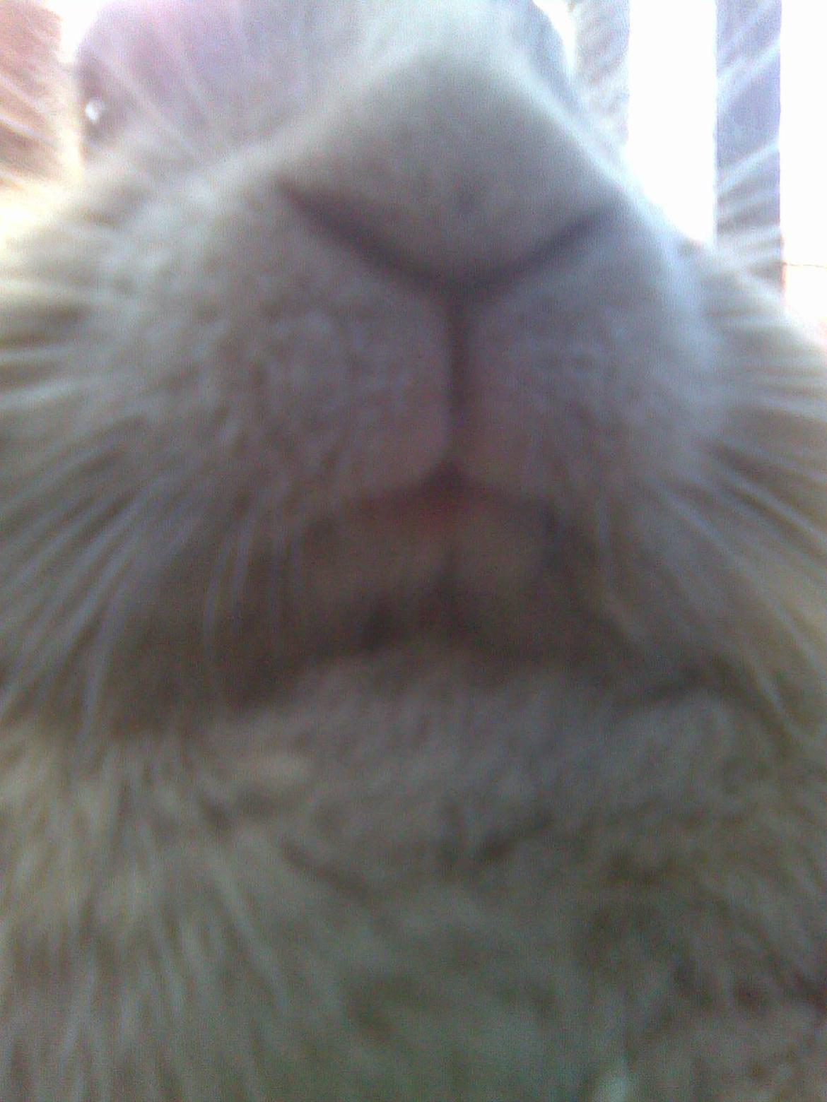 Kanin Kasper billede 9