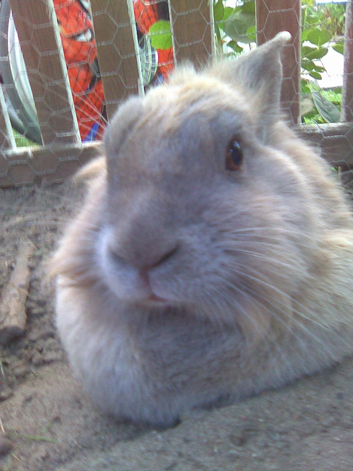 Kanin Kasper billede 10