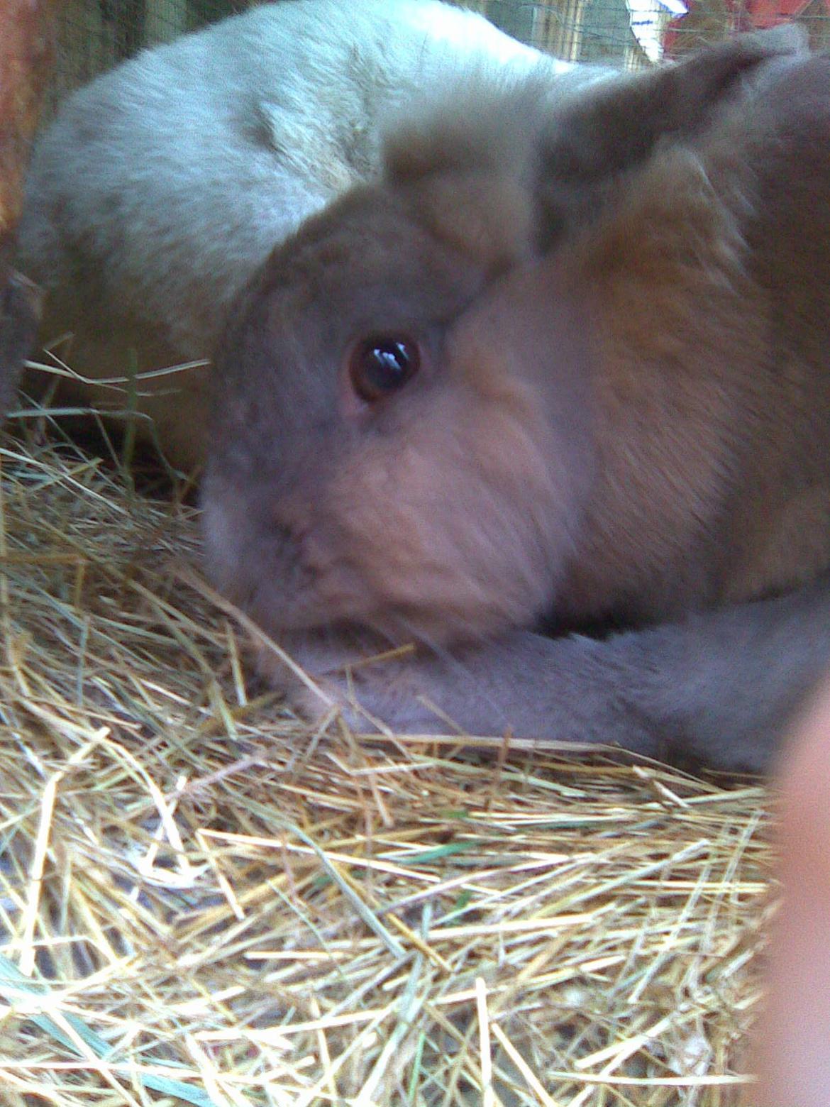 Kanin Kasper billede 11