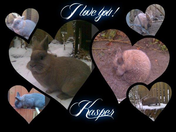 Kanin Kasper billede 1