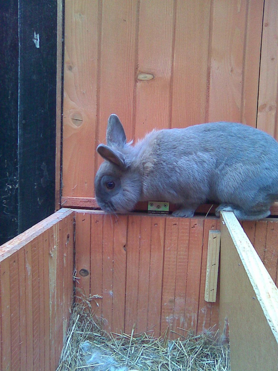 Kanin Kasper billede 13