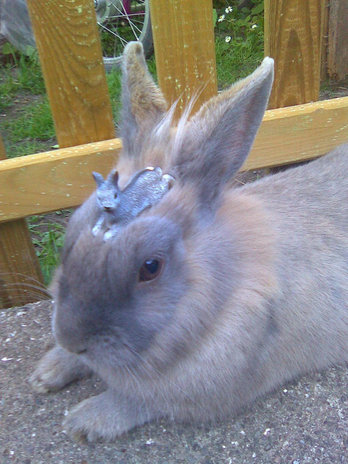 Kanin Kasper billede 14