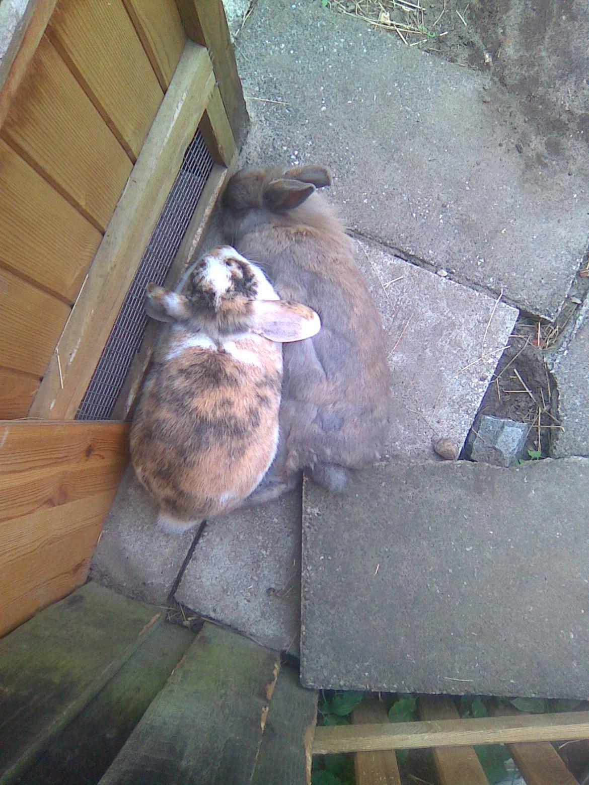 Kanin Kasper billede 15